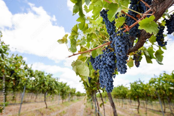 Purple grapes hanging from grapevines in vineyard